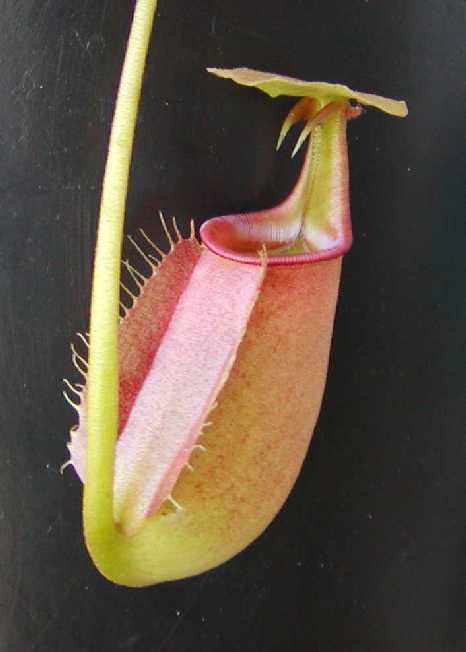 nepenthes bicalcarata